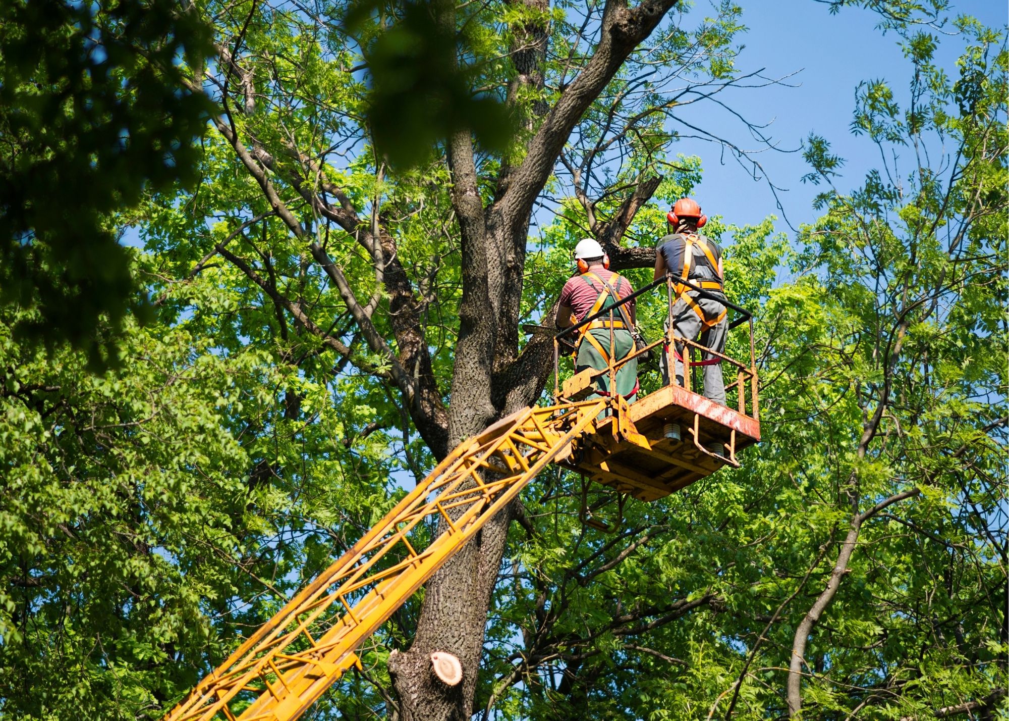 Lancaster Tree Service Pros