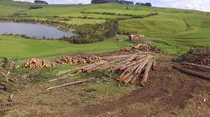 Land clearing Hamilton