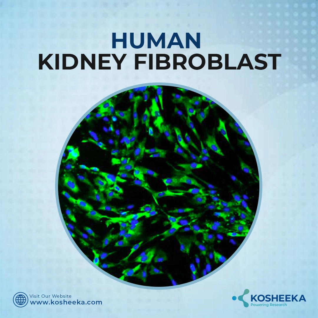Unpack the Intricacy of Kidney Function: Superior Human Kidney Fibroblasts for Your Investigation