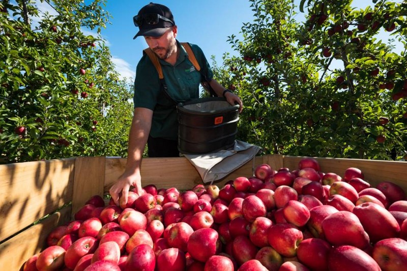 Want to Have Red Delicious Apple of New Zealand?
