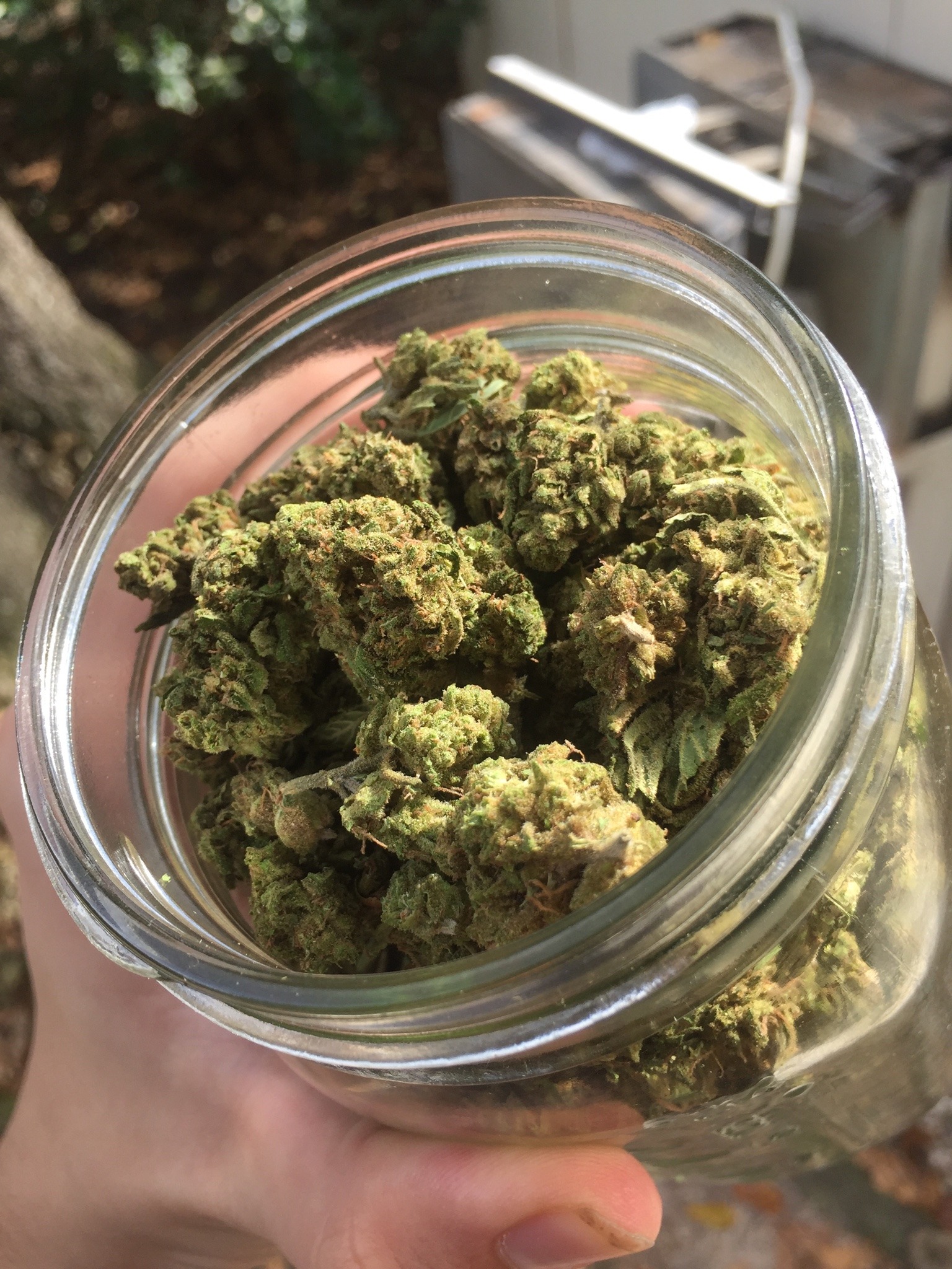 cheap medical marijuana and pain pills available
