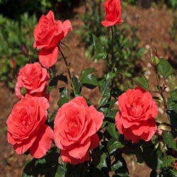 Rose Plants - Rose Plants Suppliers, Rose Plants Wholesalers & Exporters in Jabalpur