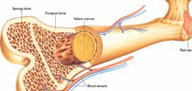 Bone Marrow / Stem Cell Transplantation In India | Transplant Counsellor