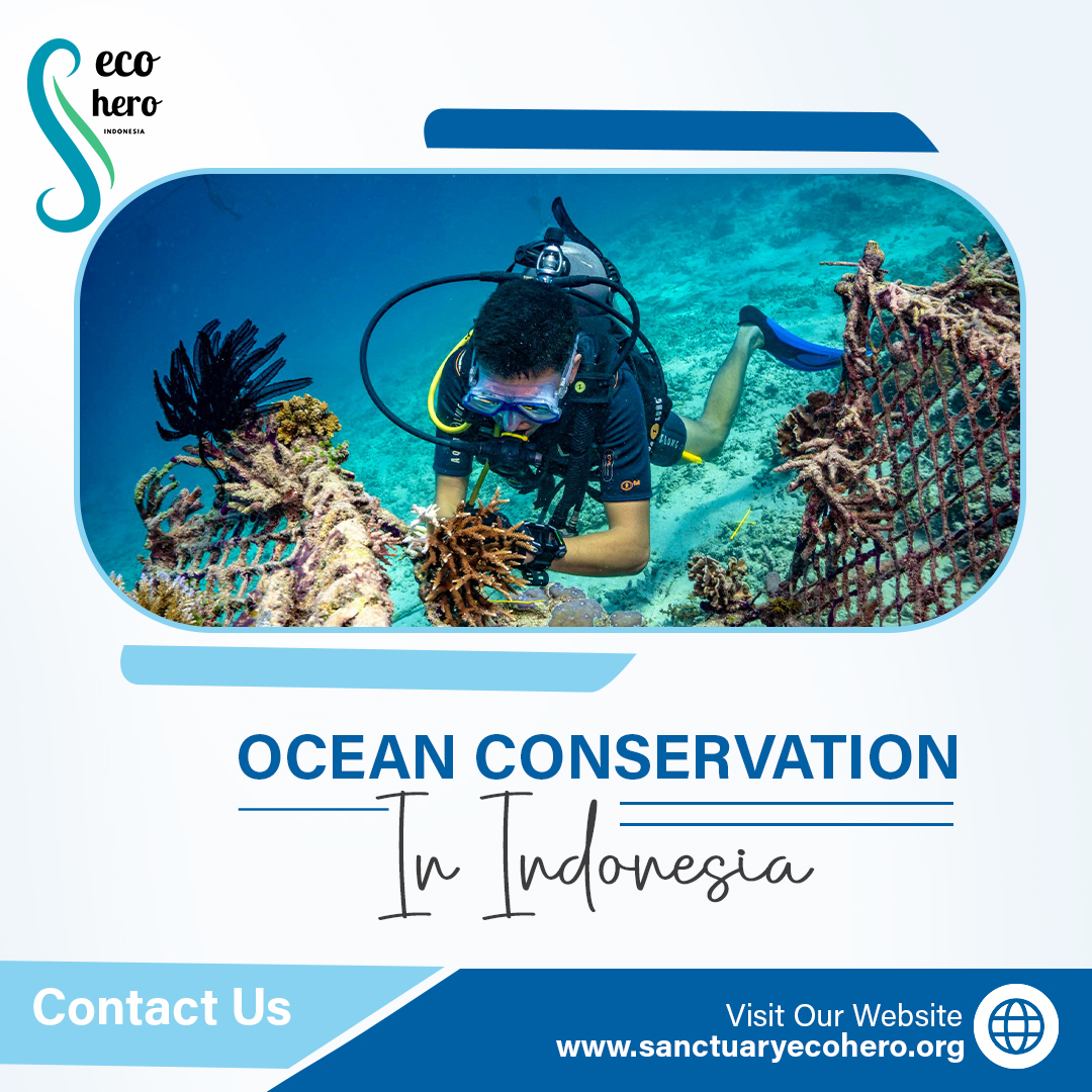 Ocean Conservation in Indonesia