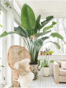 Cheapest Artificial Plants in Delhi