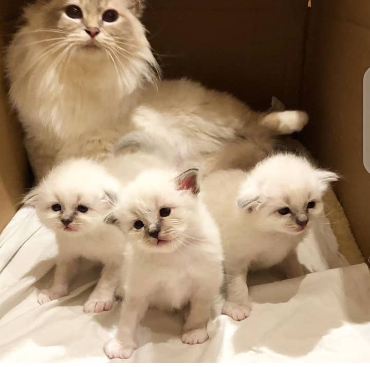 ragdoll kittens for sale