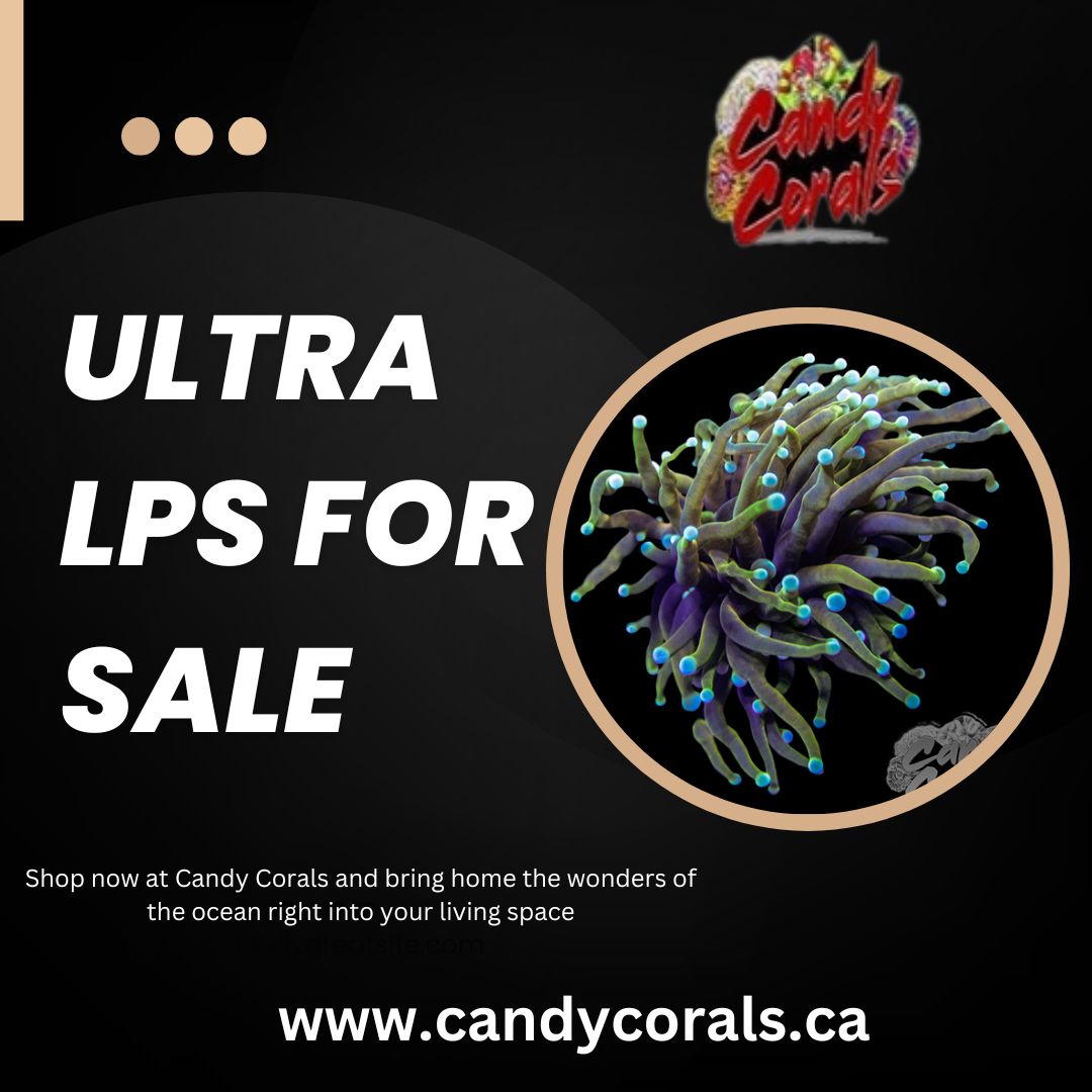 Ultra LPS for Sale – Rare & Colorful Corals Available Now