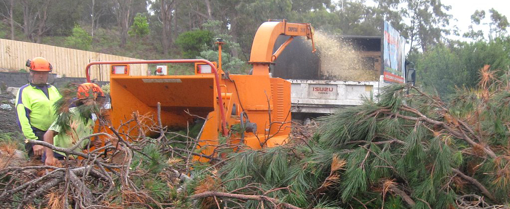 Tree Removal Hobart Tasmania