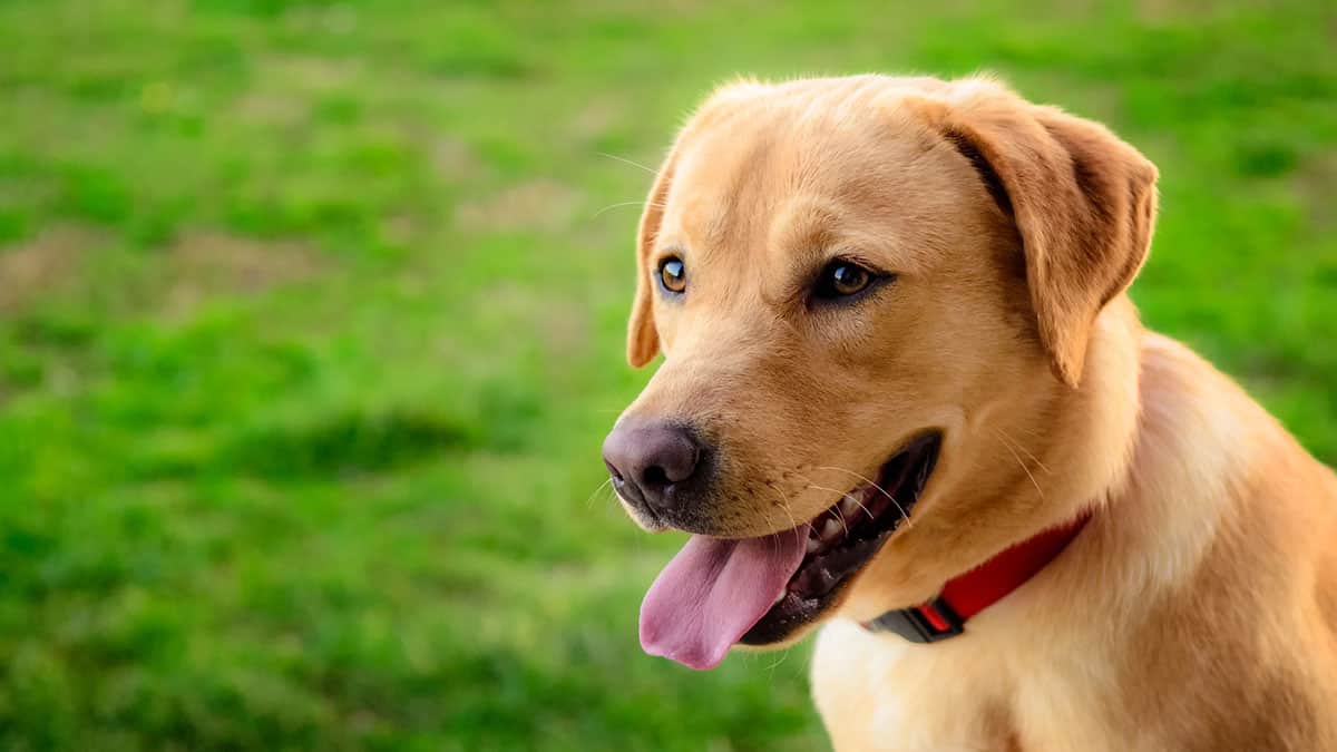 Labrador Puppies For Sale In Pune