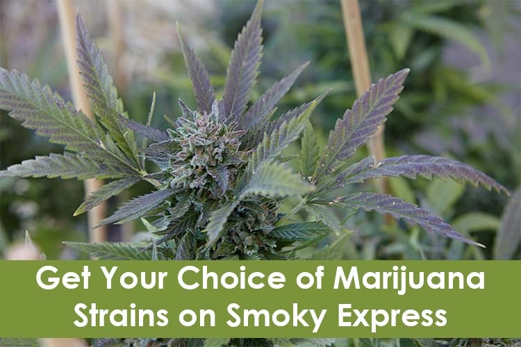 Smoky Express | Buy Marijuana, Cannabis Strains Online