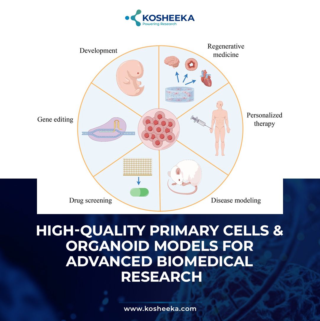 High-Quality Primary Cells & Organoid Models for Advanced Biomedical Research