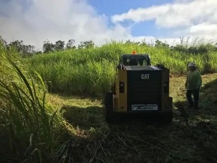 Peace of Mind With All Tree Services in Hawaii | Arborist Services, LLC