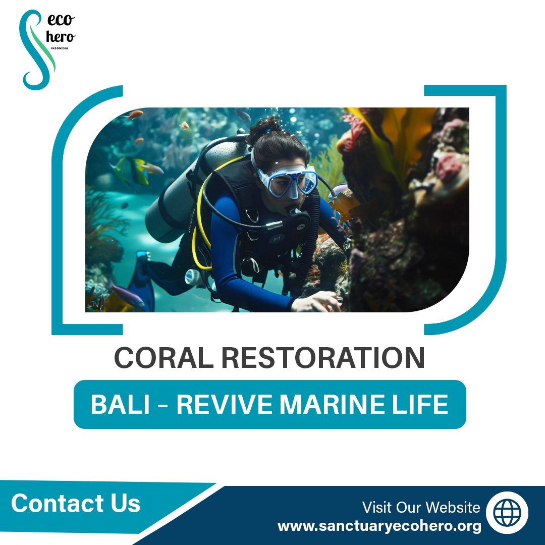 Coral Restoration Bali – Revive Marine Life