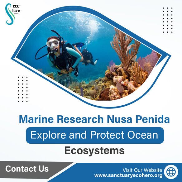 Marine Research Nusa Penida – Explore and Protect Ocean Ecosystems