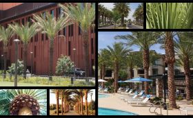 California Palm Growers