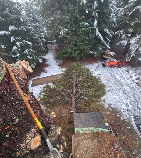HONEST CUT TREE SERVICE