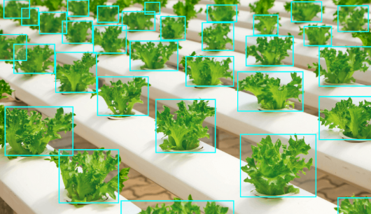 Computer Vision for Agriculture | AI-Powered Smart Farming Solutions by Kivo.ai